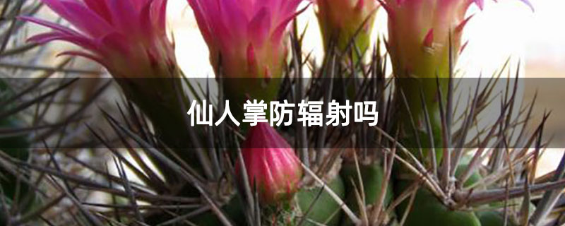 仙人掌防辐射吗