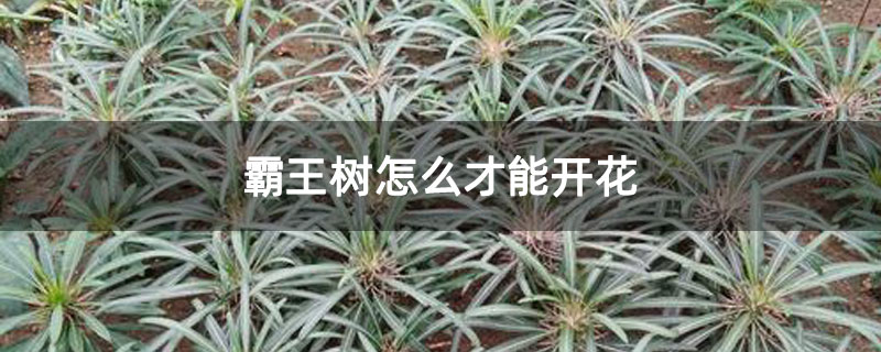 霸王树怎么才能开花