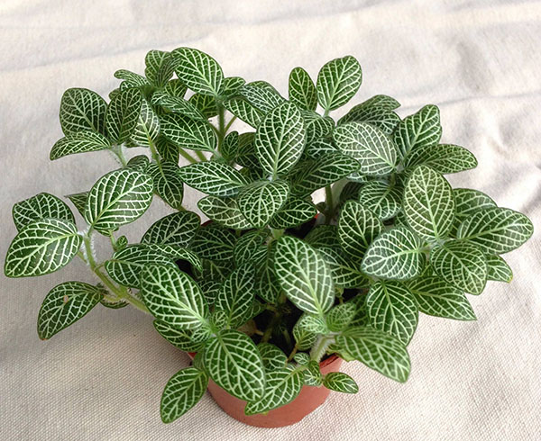 白网纹草
