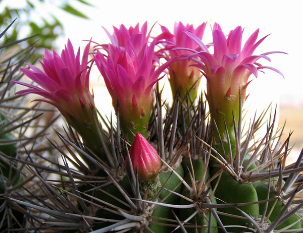 仙人掌开花