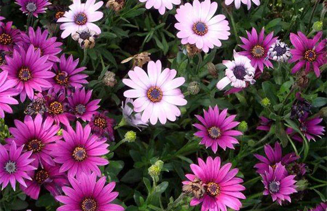 菊花开花