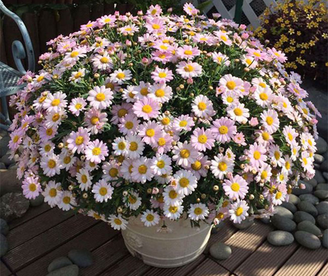 观赏菊花品种有多少种?菊花的种类介绍介绍