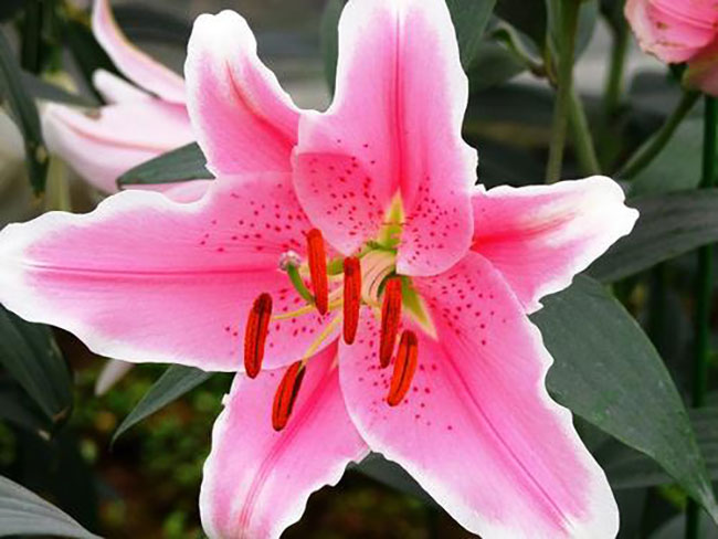 百合花代表什么意思?百合的花语和寓意