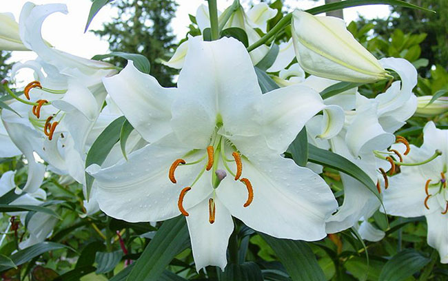 百合花