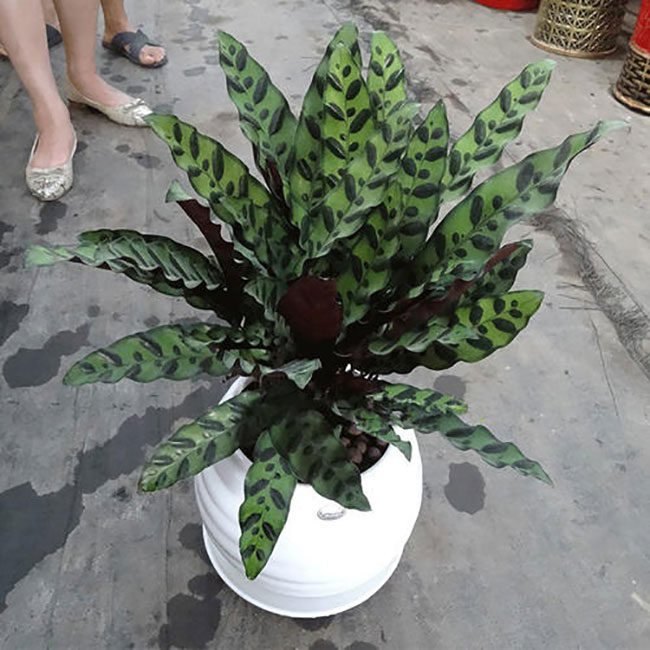 豹纹竹芋花语是什么?豹纹竹芋的花语寓意