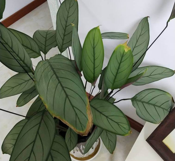 室内的飞羽竹芋盆栽