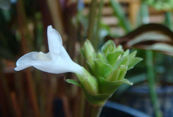 孔雀竹芋的花