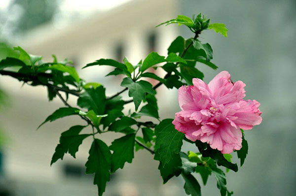 木槿有什么营养价值？木槿花的营养价值