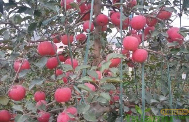烟富10苹果苗 烟富10苹果苗