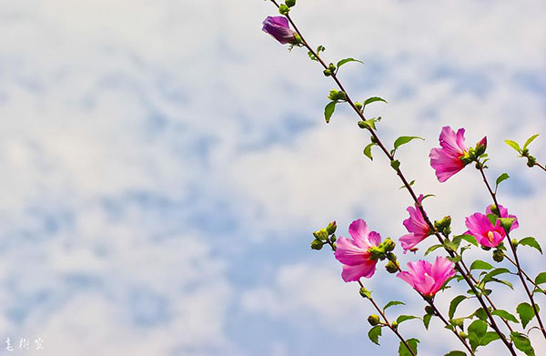 木槿