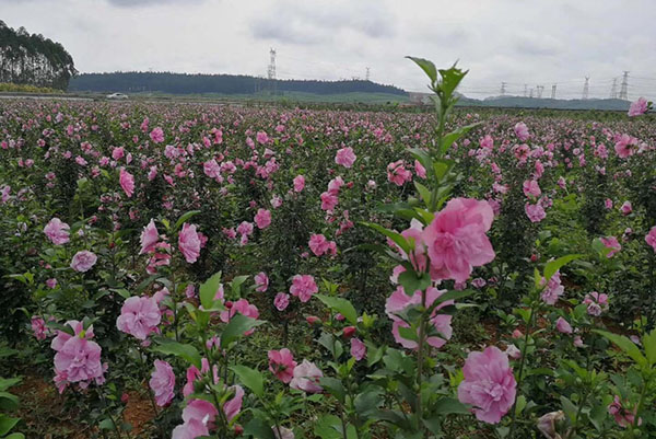 木槿苗基地实拍