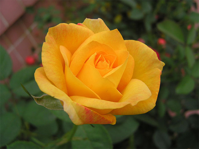 12朵玫瑰的花语是什么?12朵玫瑰的寓意和象征