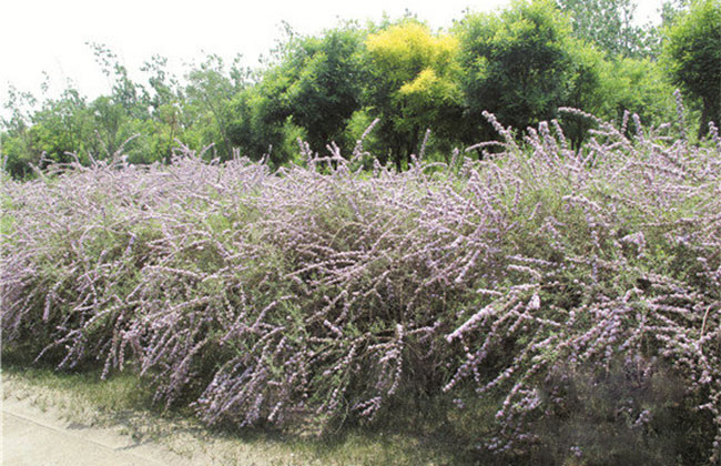 紫丁香的花语是什么?紫丁香的寓意和象征