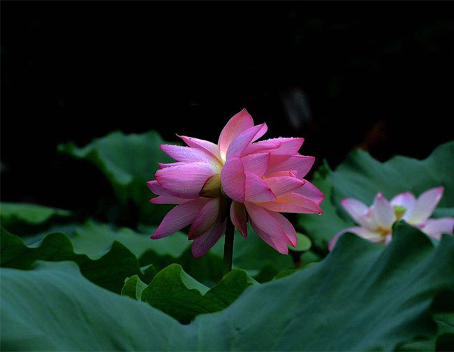 双生花的花语是什么?双生花的寓意和象征