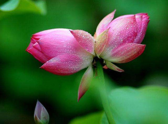 双生花的花语