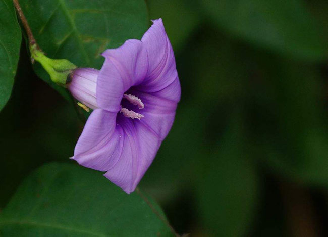喇叭花的花语是什么?喇叭花的寓意和象征