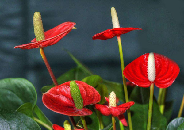 红掌花