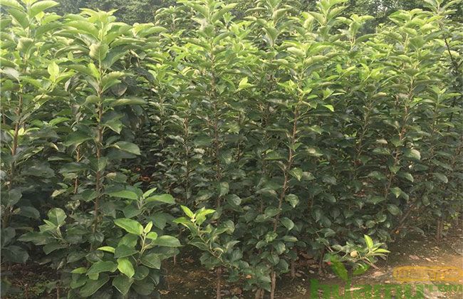 烟富10苹果苗 烟富10苹果苗