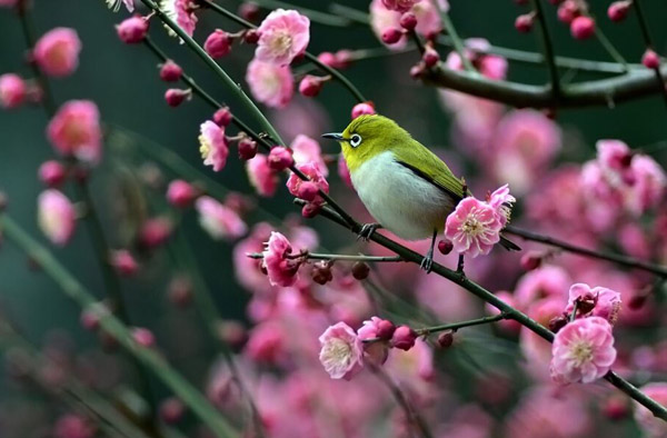 梅花