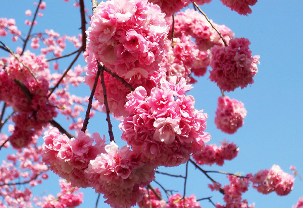 樱花