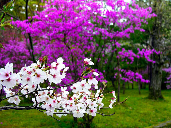 樱花