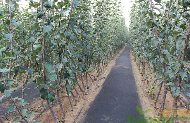 烟富10苹果苗 烟富10苹果苗