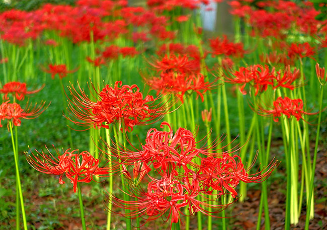 彼岸花的花语是什么?彼岸花的寓意和象征