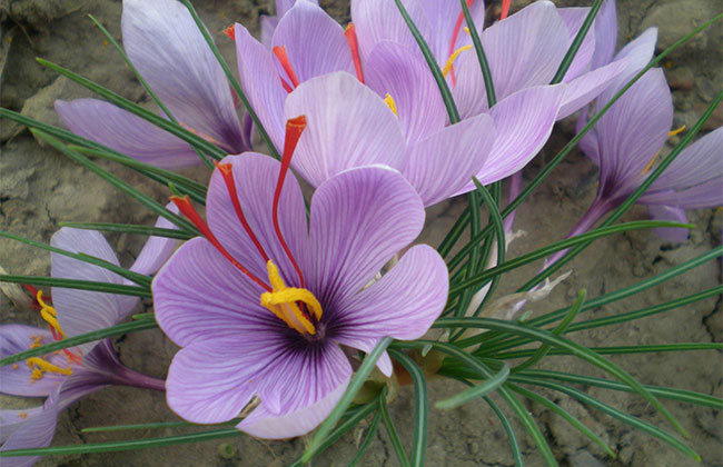 番红花的花语是什么?番红花的寓意和象征