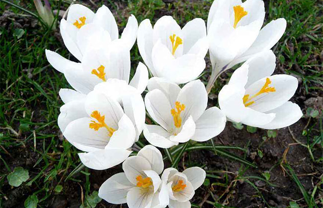 番红花的花语是什么?番红花的寓意和象征