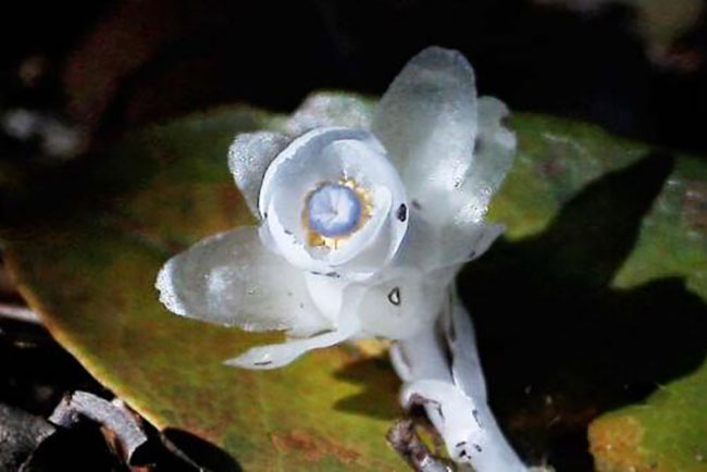 水晶兰