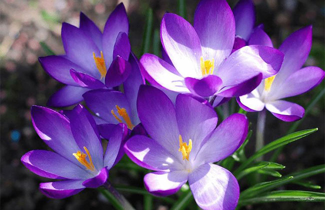 番红花的花语是什么?番红花的寓意和象征