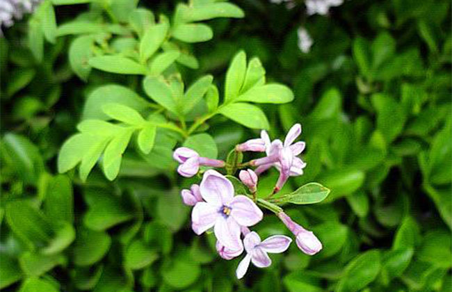 丁香的花语是什么?丁香的寓意和象征