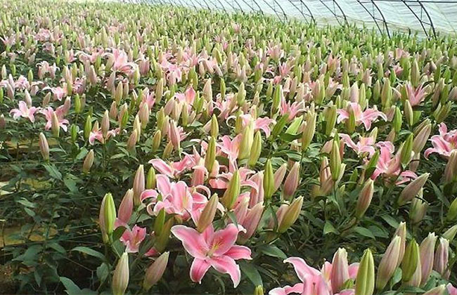 百合大全的花语是什么?百合大全的寓意和象征
