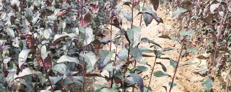 紫叶矮樱小苗价格多少钱