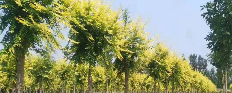 5公分金叶榆价格多少钱一棵