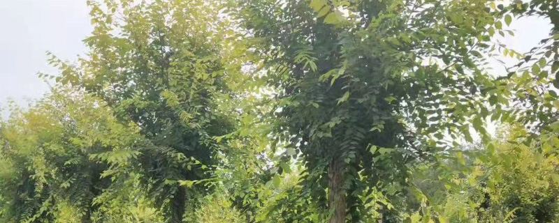 3公分金叶榆价格多少钱一棵