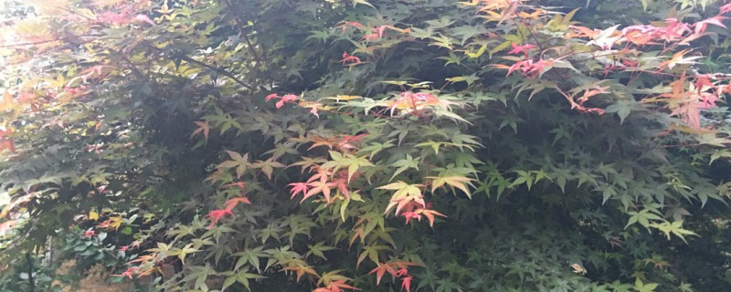 6公分日本红枫树价格多少钱一棵