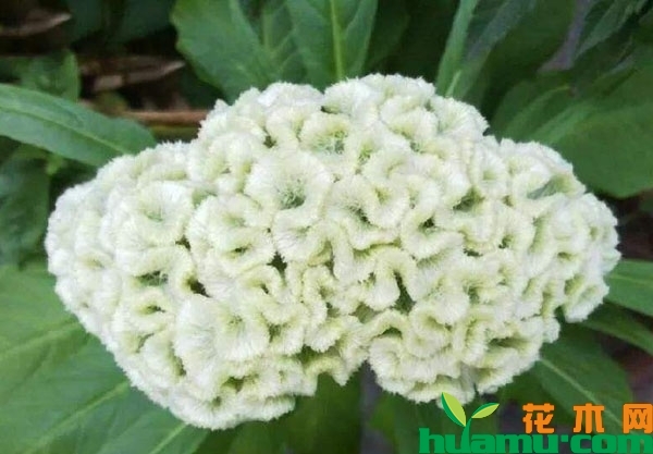 白鸡冠花价格