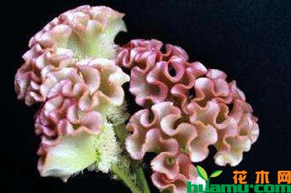 白鸡冠花