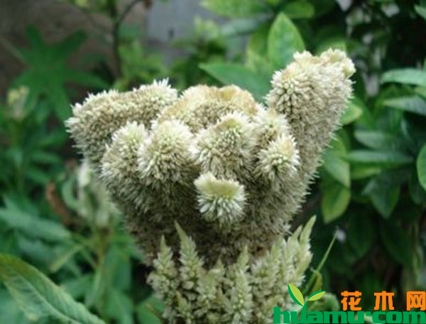 白鸡冠花