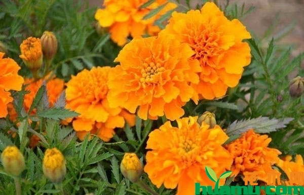 万寿菊花