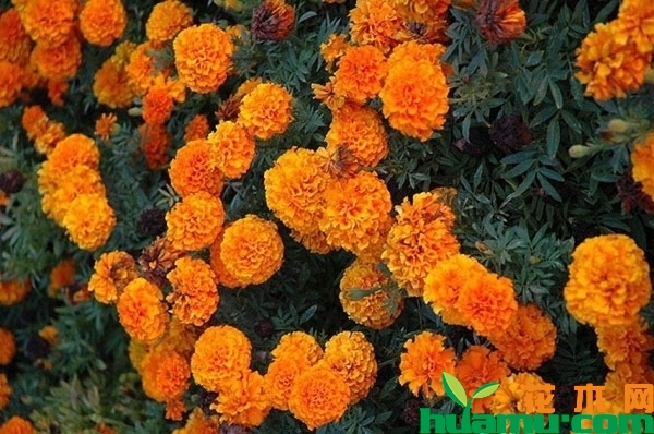 万寿菊花