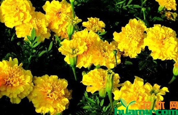 万寿菊花