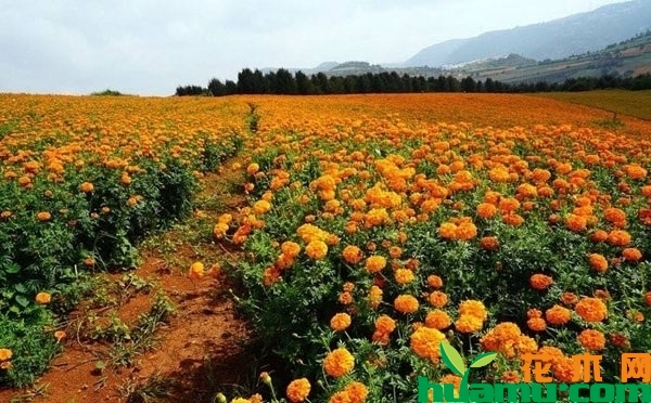 万寿菊花