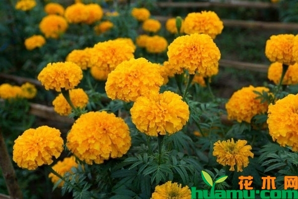 万寿菊