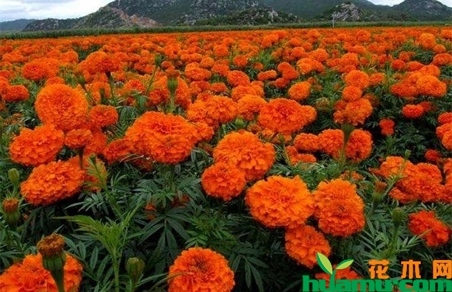 万寿菊