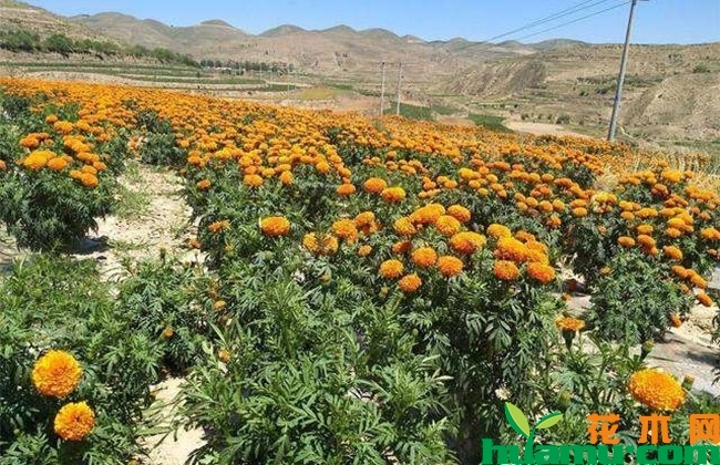 万寿菊 万寿菊