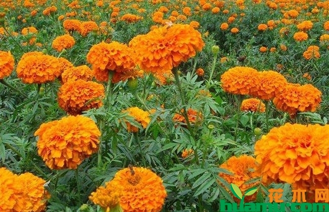 万寿菊 万寿菊