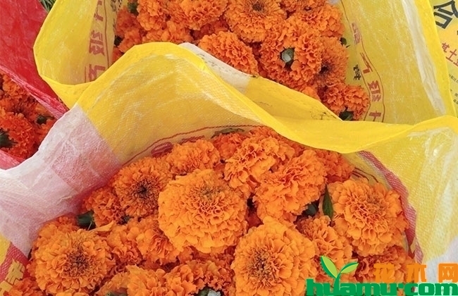 万寿菊鲜花多少钱一斤?