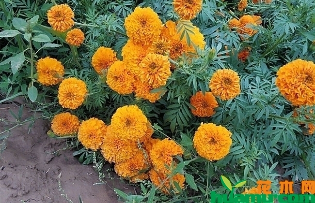 万寿菊鲜花 万寿菊鲜花
